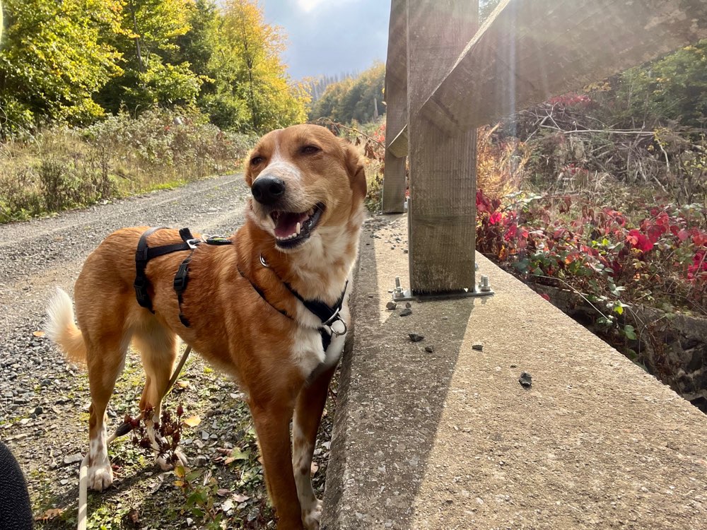 Hundetreffen-Begegnungstraining & Spaziergänge-Profilbild