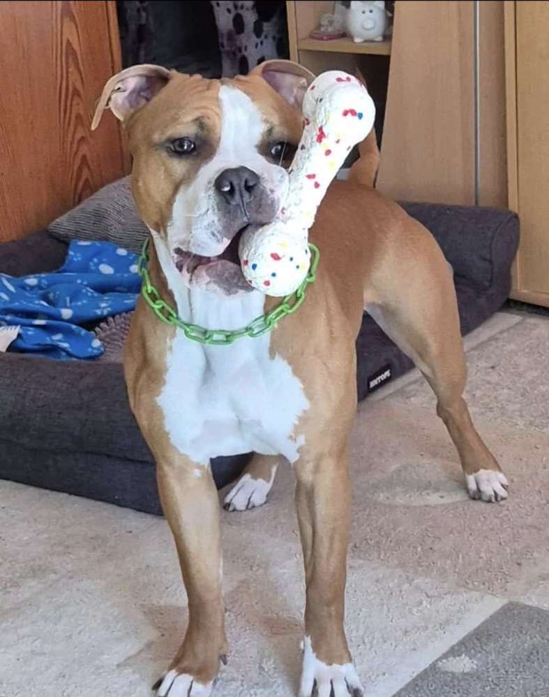 Hundetreffen-Hundekumpel zum Gassi gehen gesucht-Profilbild