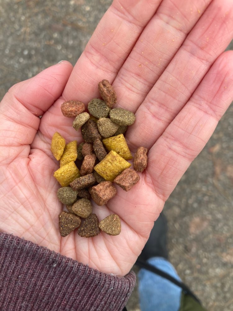 Giftköder-Trockenfutter auf Gehweg-Profilbild