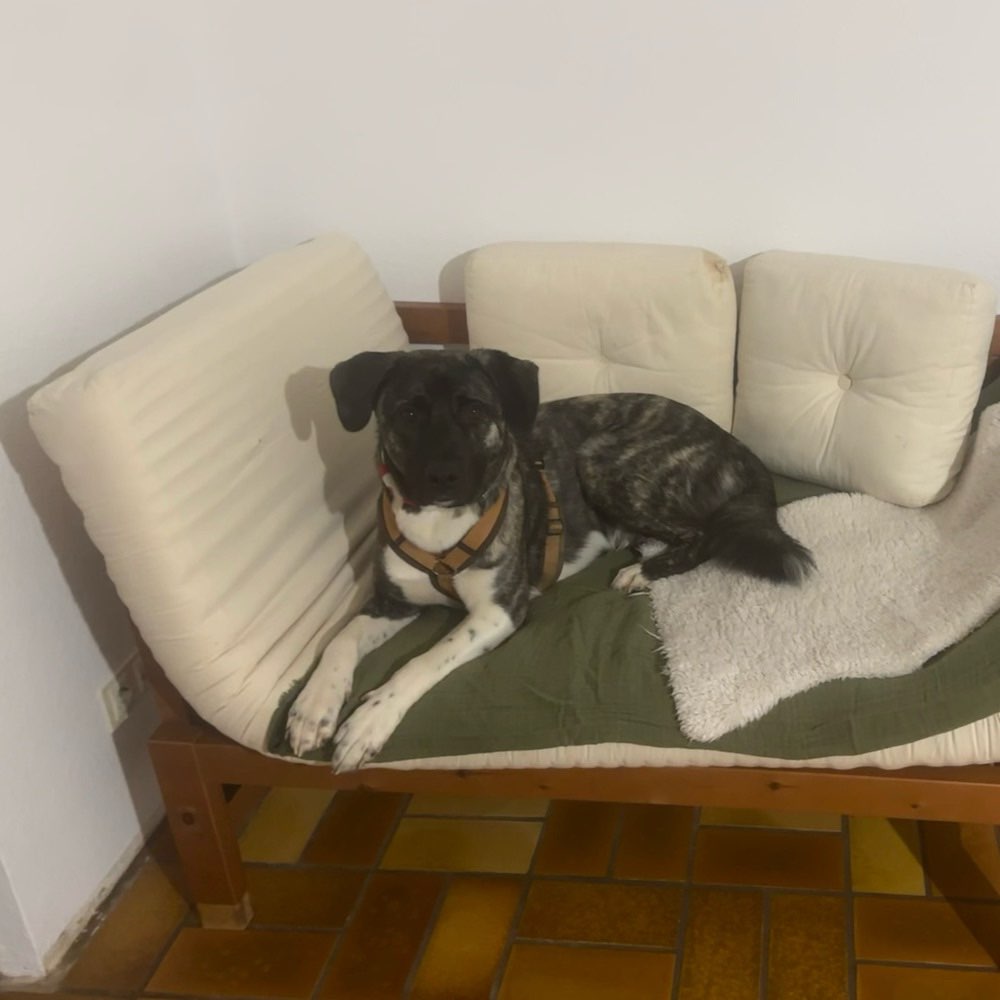 Hundetreffen-Trainingspartner und Spazierfreunde gesucht :)-Profilbild