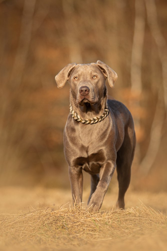 Hundetreffen-Social Walk-Profilbild