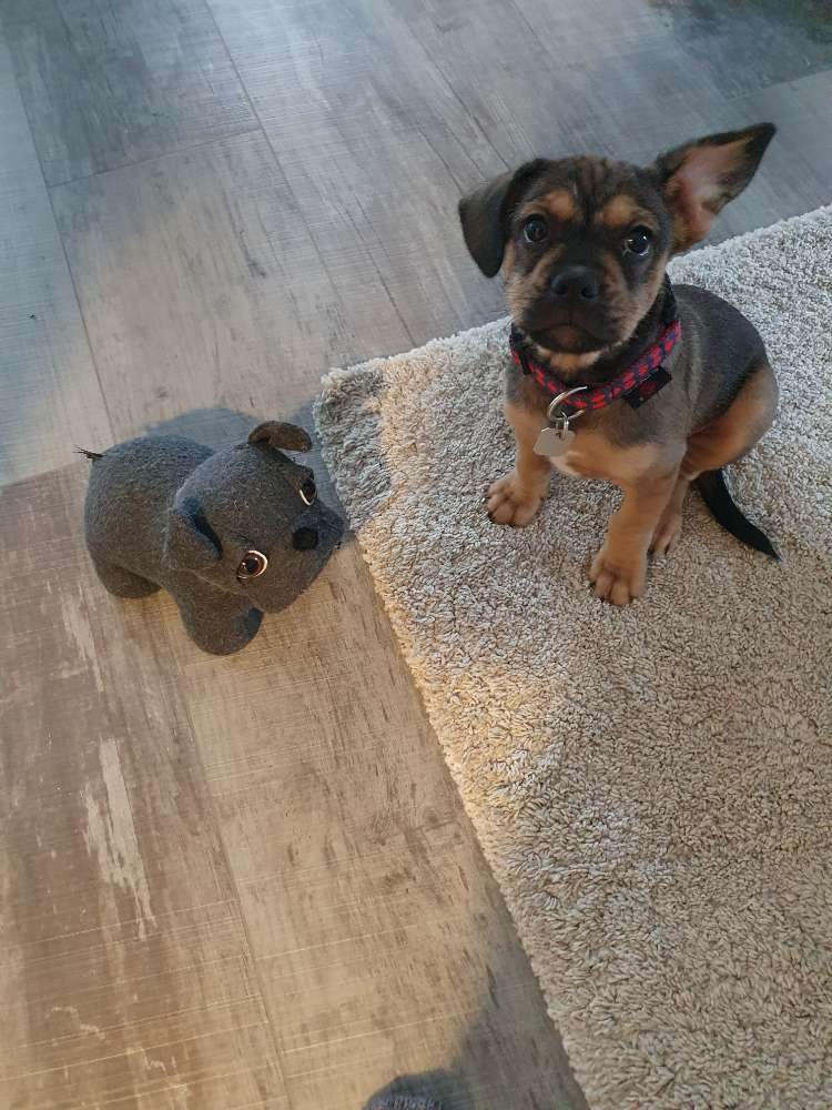 Hundetreffen-Spazieren und Spielen-Profilbild