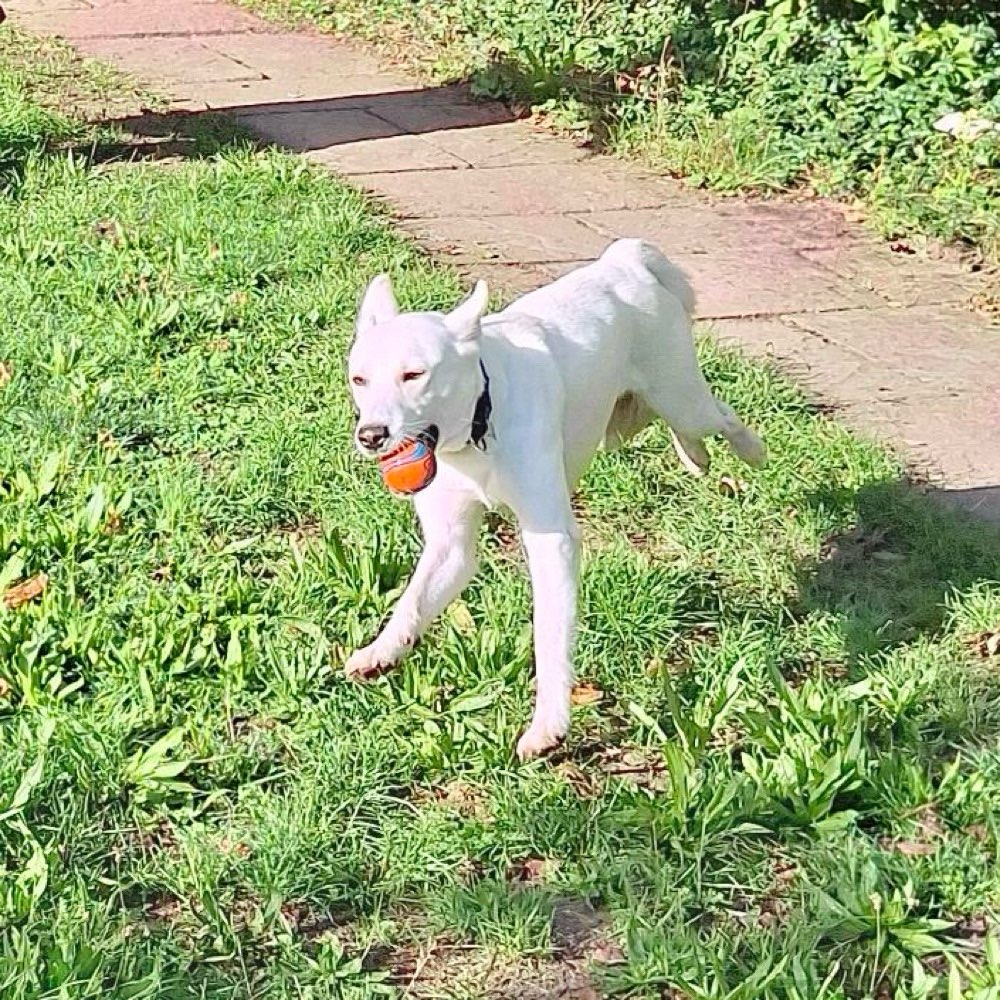Hundetreffen-Spielen und Toben-Profilbild