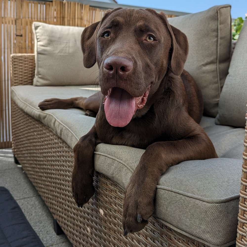 Hundetreffen-Social Walk oder Spielen, Junghund sucht gute Hundekontakte-Profilbild