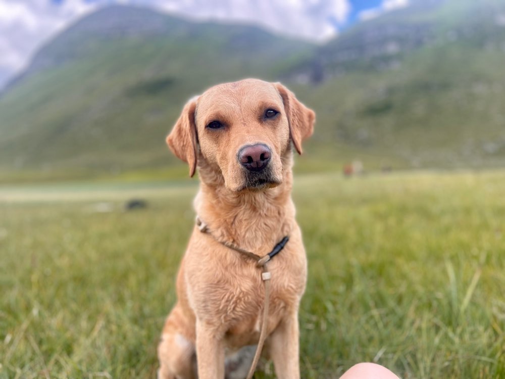 Hundetreffen-Leinenspaziergang mit Option auf moderierten Freilauf-Profilbild