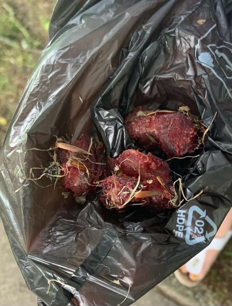 Giftköder-Ausgelegtes Fleisch-Profilbild