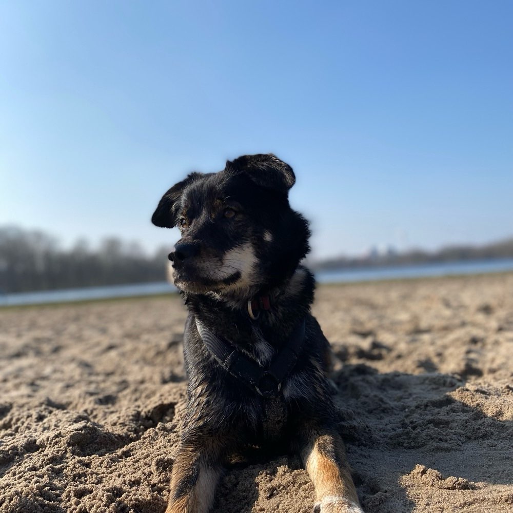 Hundetreffen-Training im Bürgerpark-Profilbild