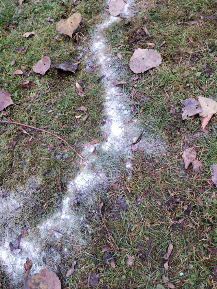 Giftköder-weißes Pulver auf der Wiese-Profilbild