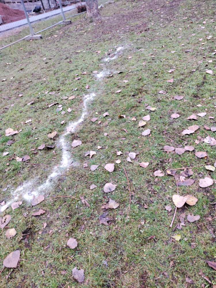 Giftköder-weißes Pulver auf der Wiese hinterm Haus-Profilbild