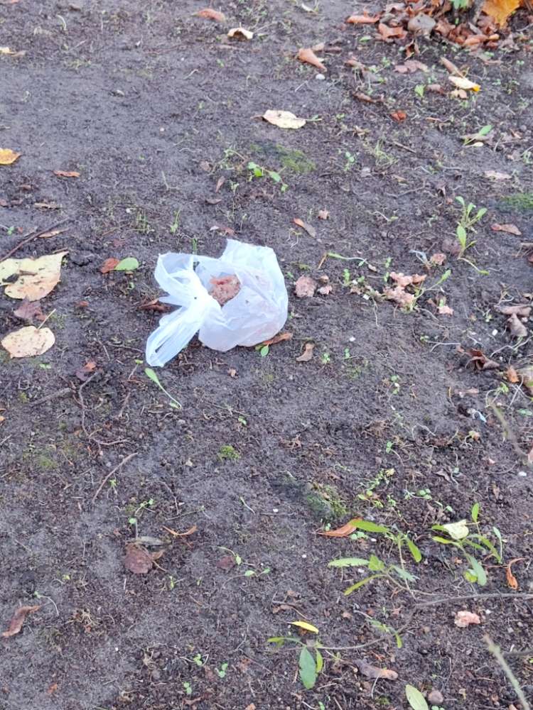 Giftköder-Hackfleisch im Gebüsch-Profilbild