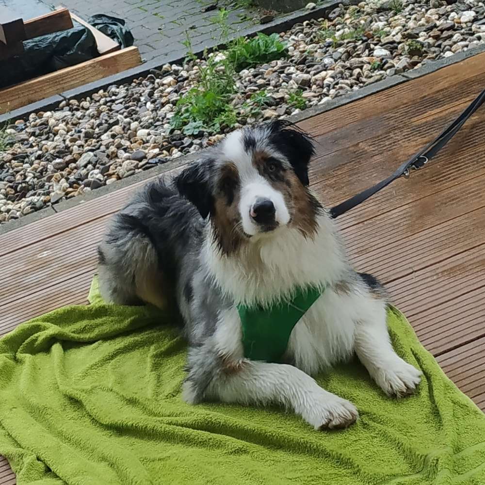 Hundetreffen-Junghunde-Spieltreff-Profilbild