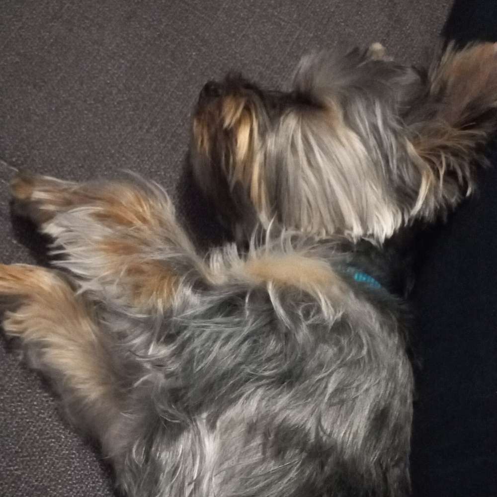 Hundetreffen-Spielen und Toben sehr gerne erlaubt...😁-Profilbild