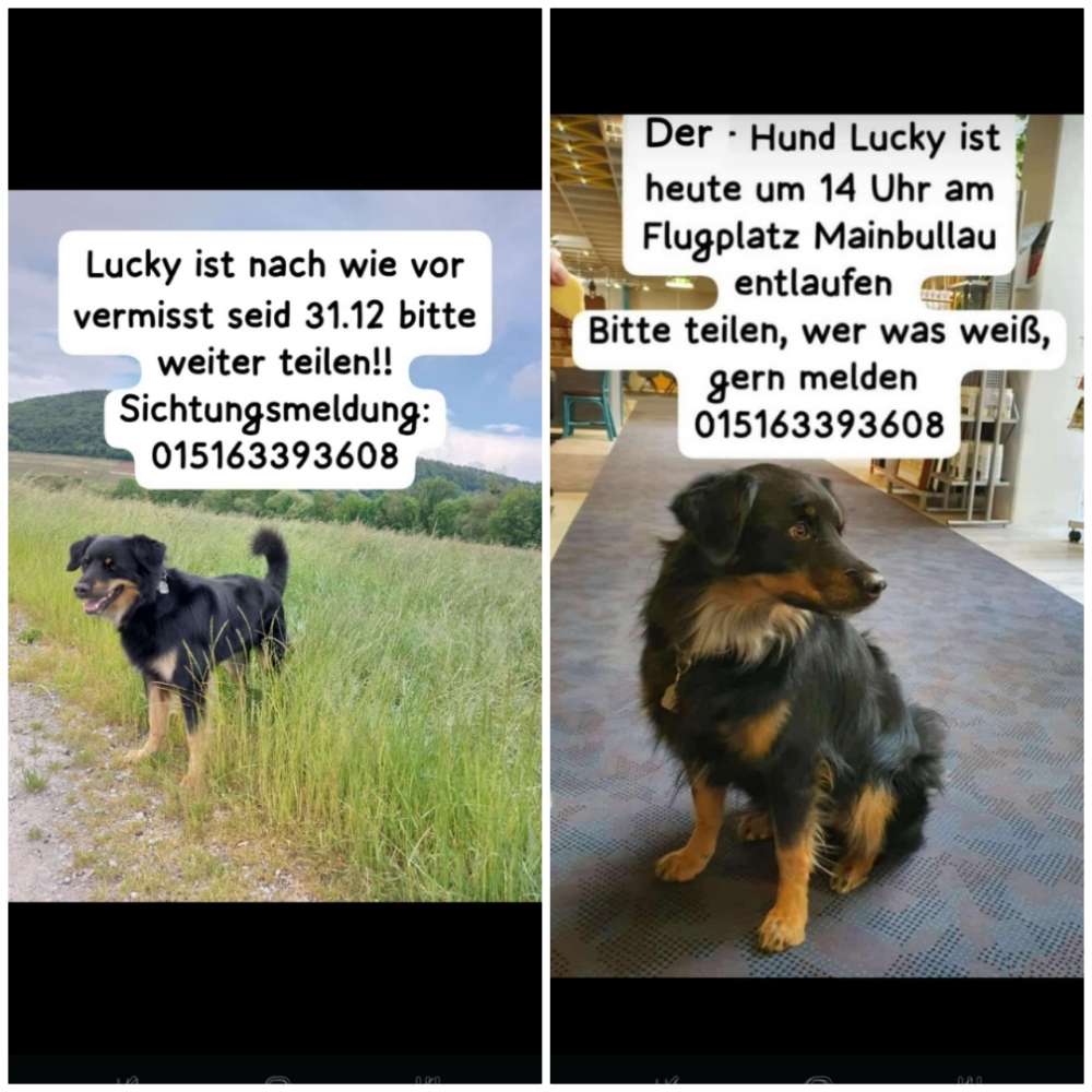 Suchmeldung-Lucky-Profilbild