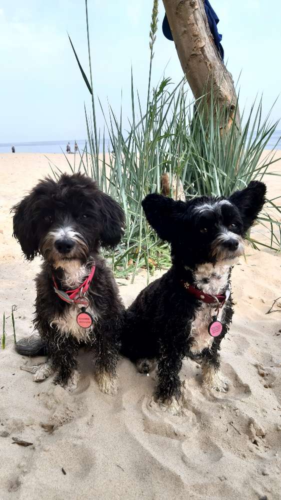 Hundetreffen-Usedom und Umgebung erkunden-Profilbild