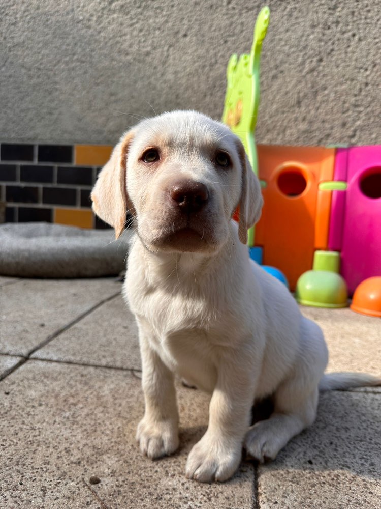 Hundetreffen-Welpentreffen Johanna Park/ Clara Zetkin Park-Profilbild