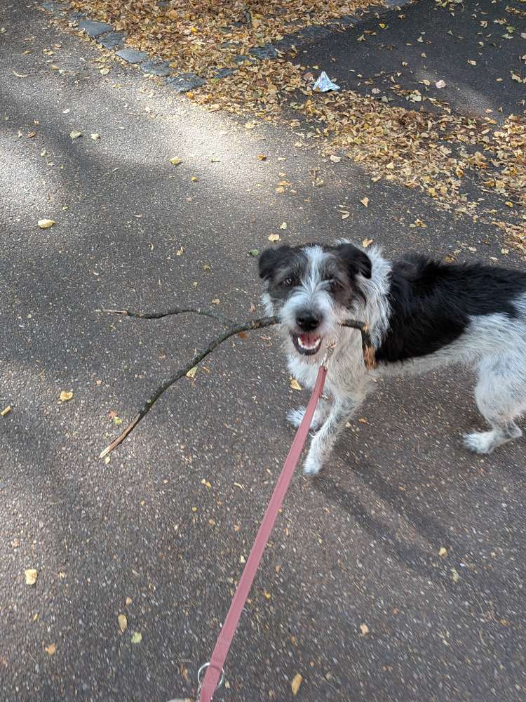 Hundetreffen-Suchen neue Hundefreunde zum Gassi und Spielrunden-Profilbild