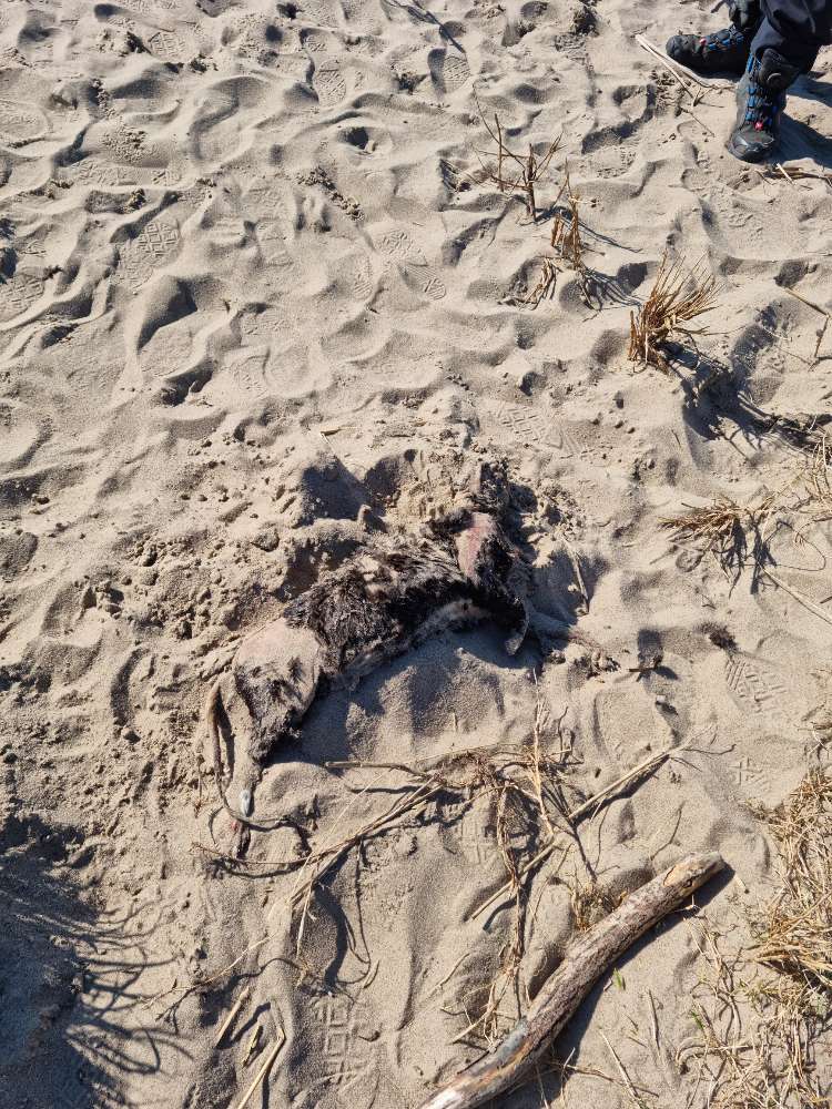 Giftköder-Tote Katze am Strand Bielenberg/Kollmar-Profilbild