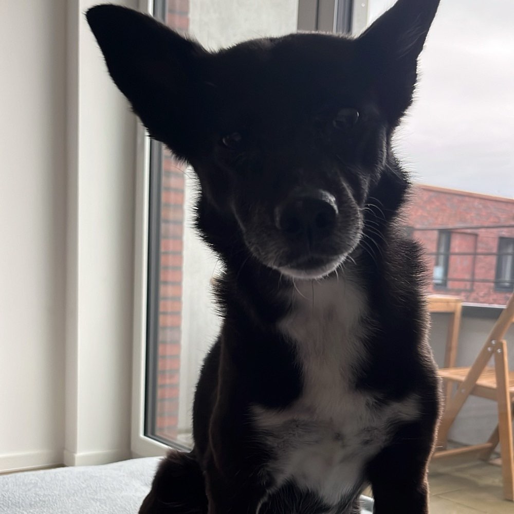 Hundetreffen-Walks & Training-Profilbild