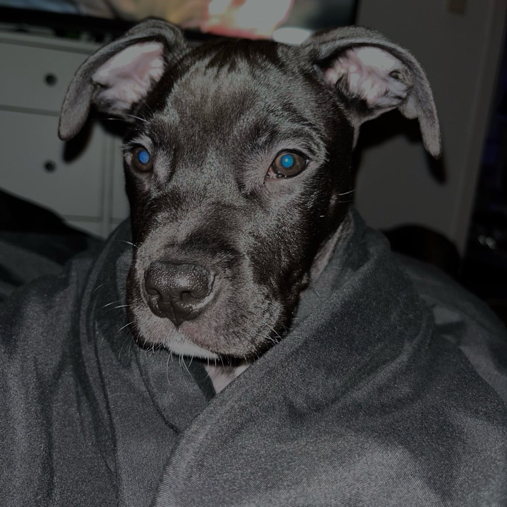 Hundetreffen-Welpen/Hundetreff-Profilbild