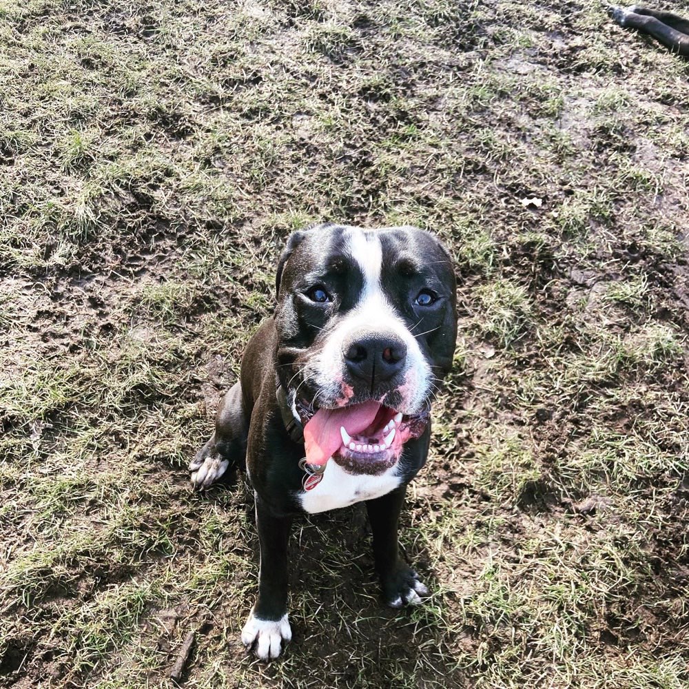 Hundetreffen-Spiel & Trainingspartnerin für Tyson gesucht☺️-Profilbild