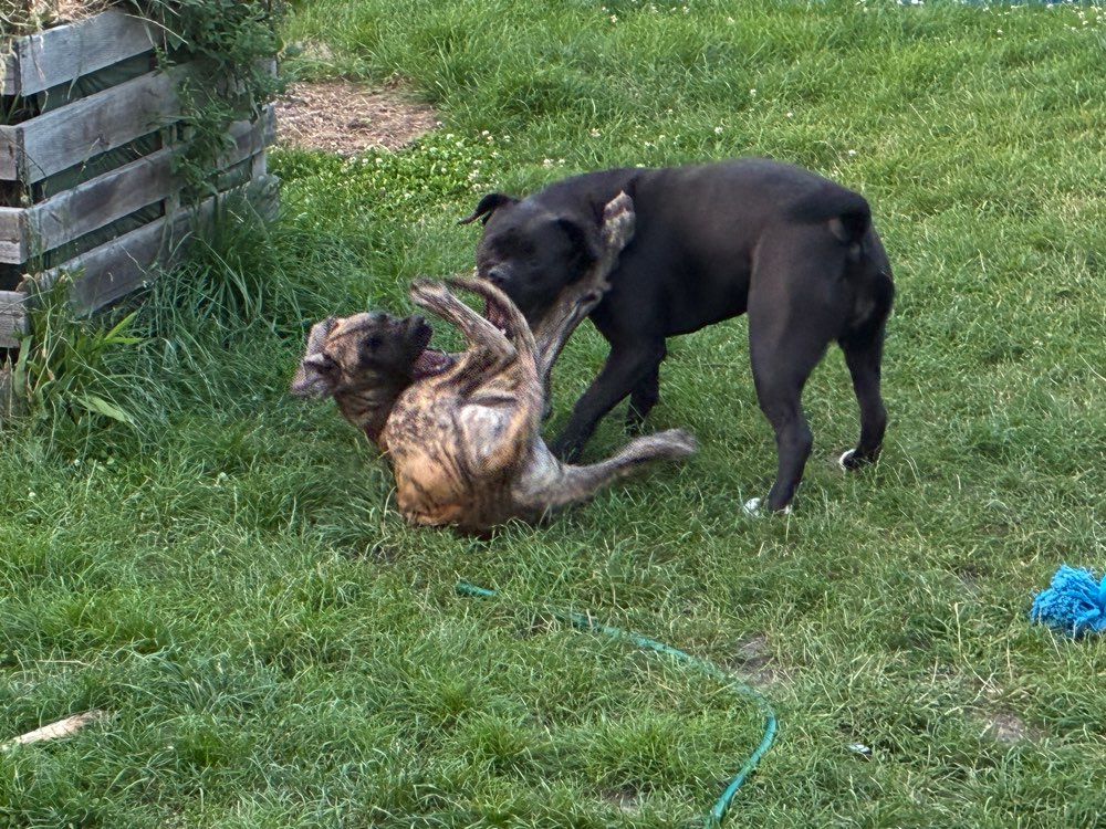 Hundetreffen-Welpen / Hunde treffen.-Profilbild