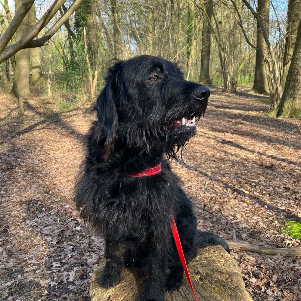 Hundetreffen-Spielbuddy gesucht-Profilbild