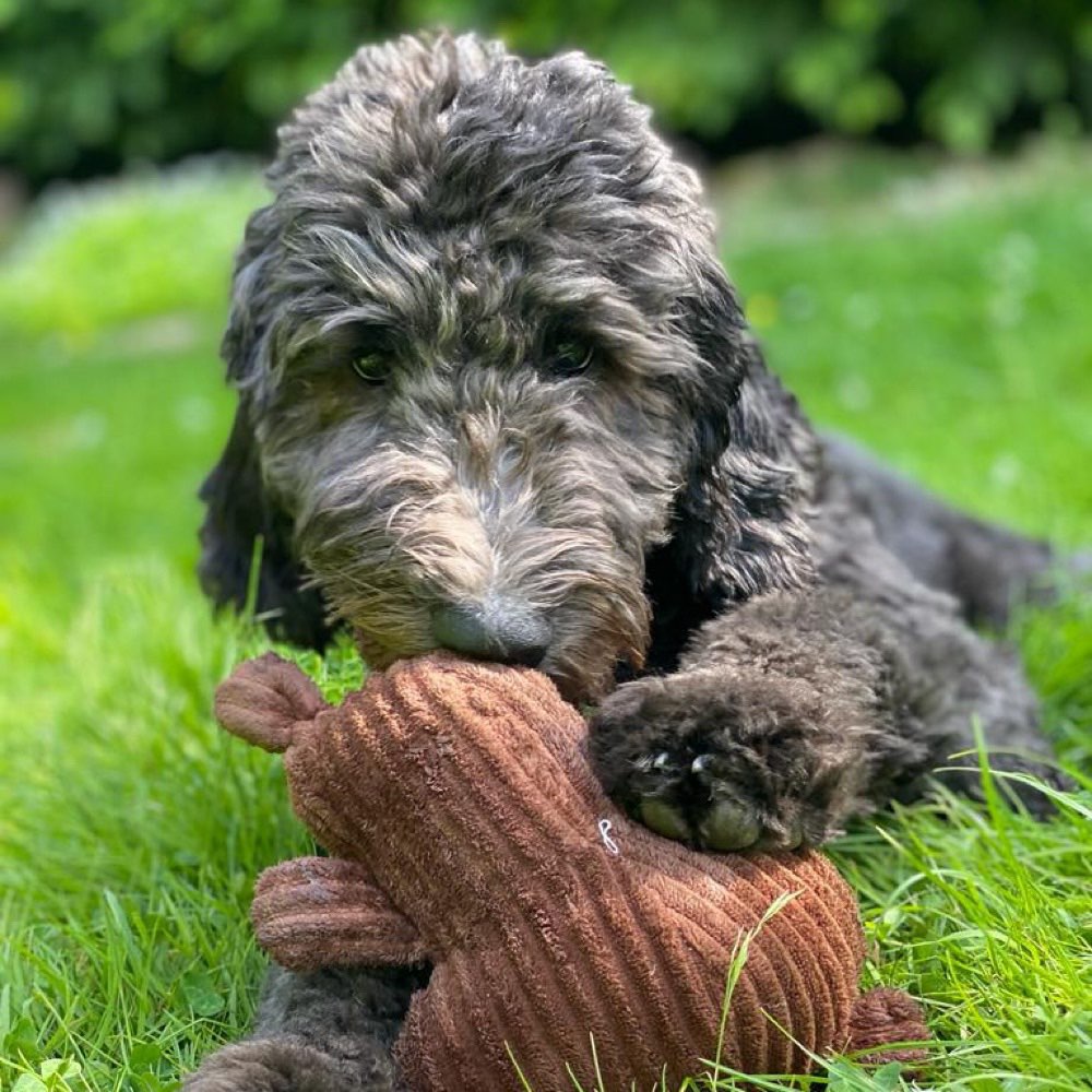 Hundetreffen-Welpenspielrunde-Profilbild