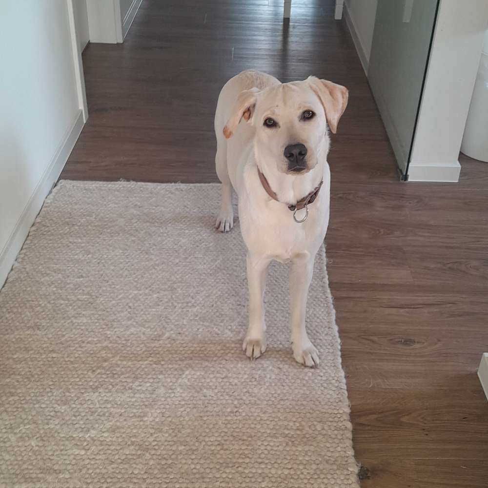 Hundetreffen-Spieltreffen-Profilbild