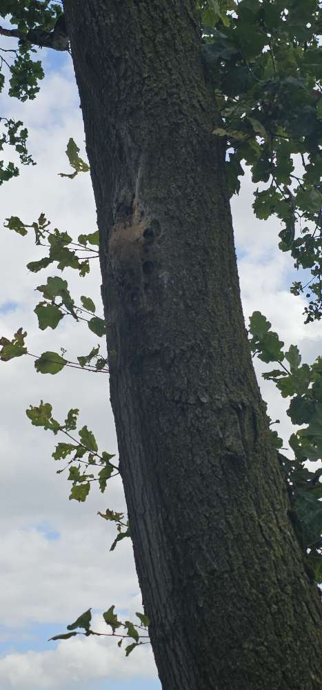 Giftköder-Eichen-Prozessionsspinner-Profilbild