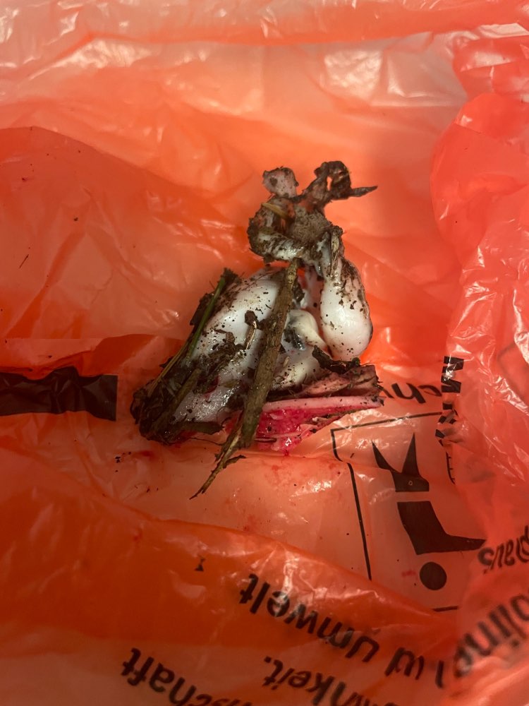 Giftköder-Knochen-/Knorpelstücke-Profilbild