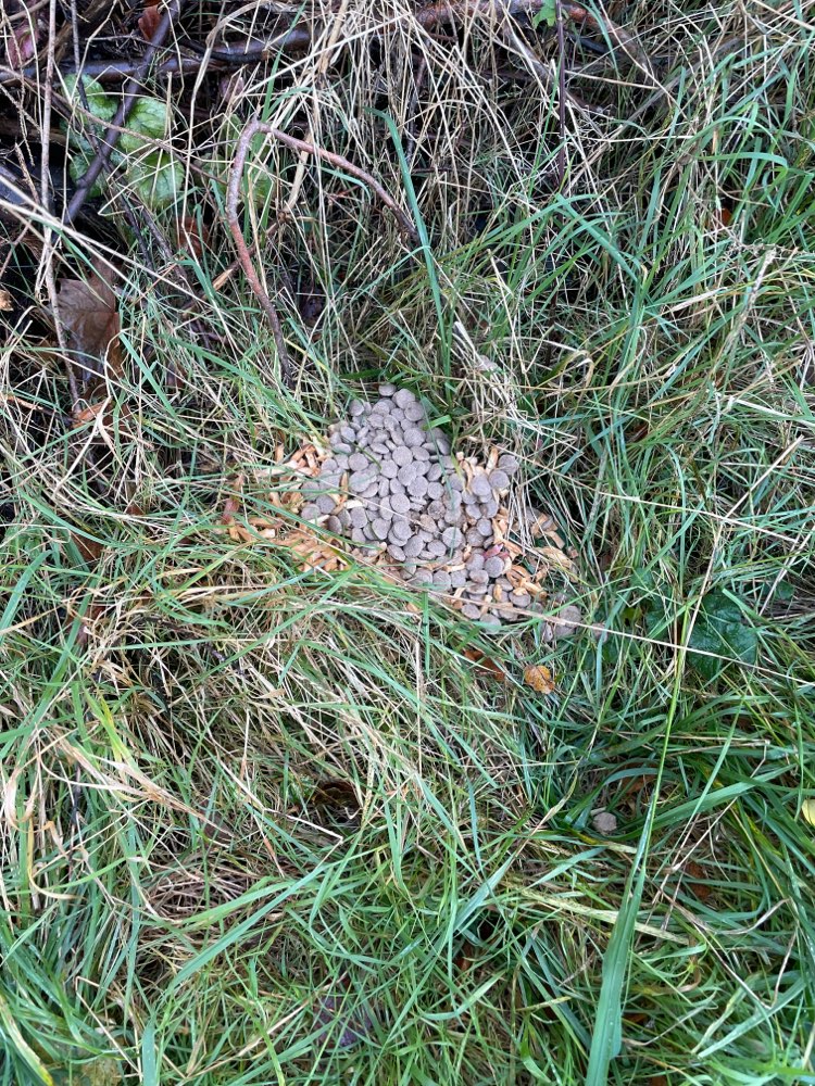 Giftköder-Komisches "Futter"/Brocken/Tabletten-Profilbild