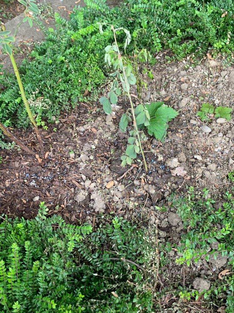 Giftköder-Giftköder / Schneckenkorn-Profilbild