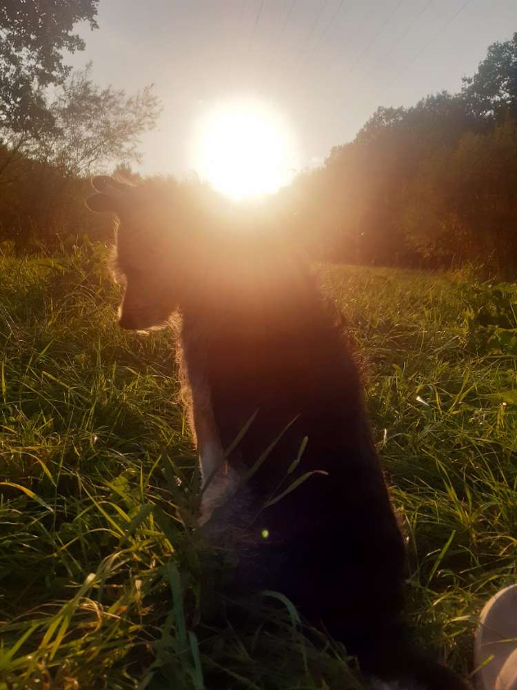 Hundetreffen-Oldies im Rosenthal-Profilbild
