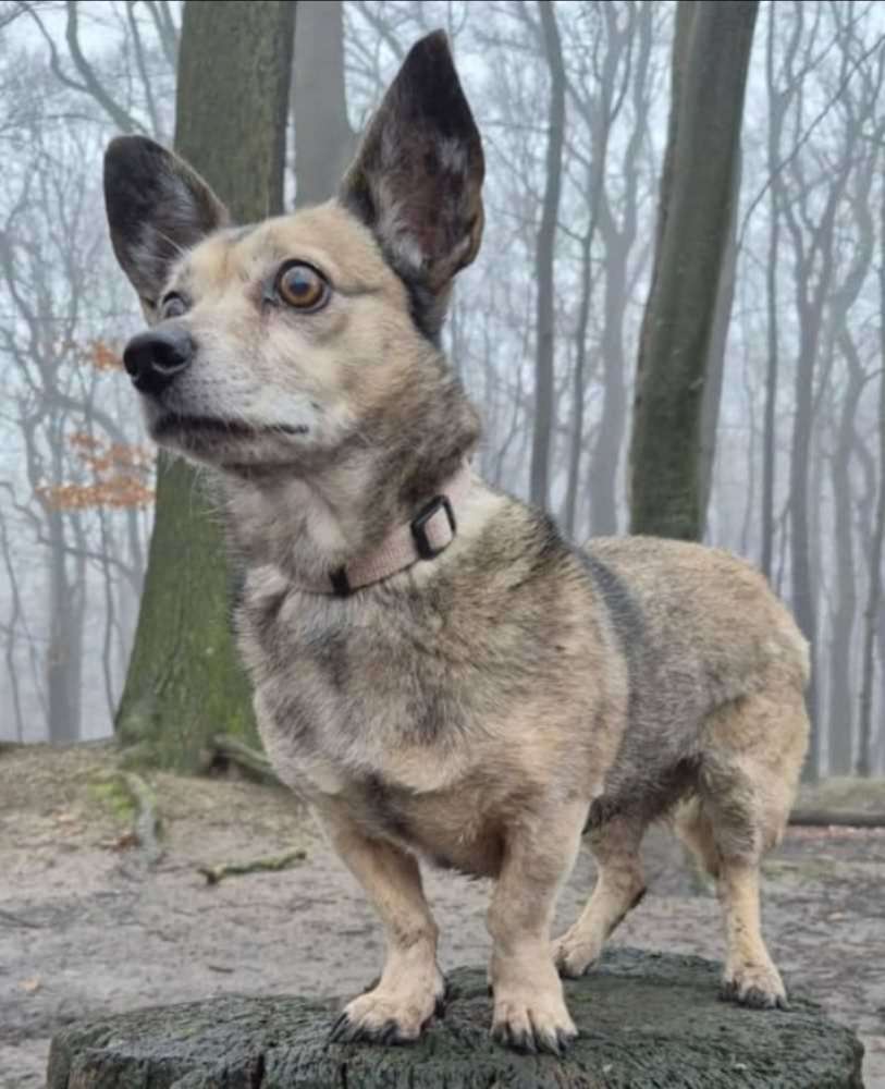 Suchmeldung-Bella-Profilbild