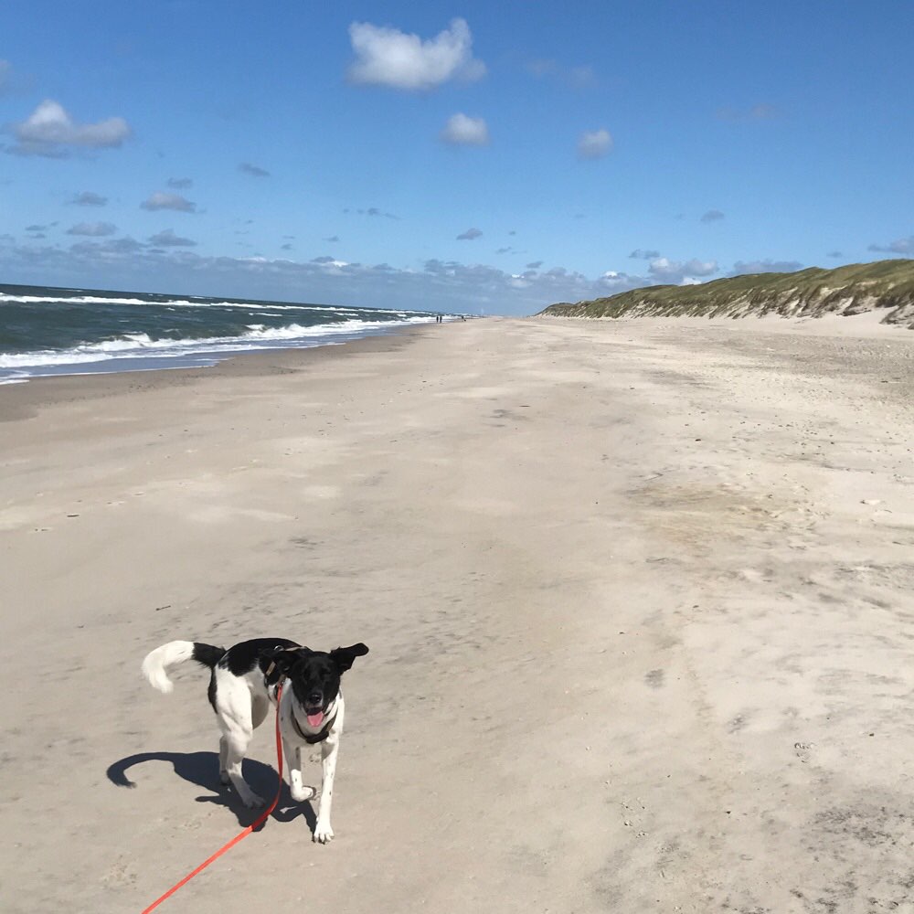 Hundetreffen-Gassi oder spielen in Bahrenfeld-Profilbild