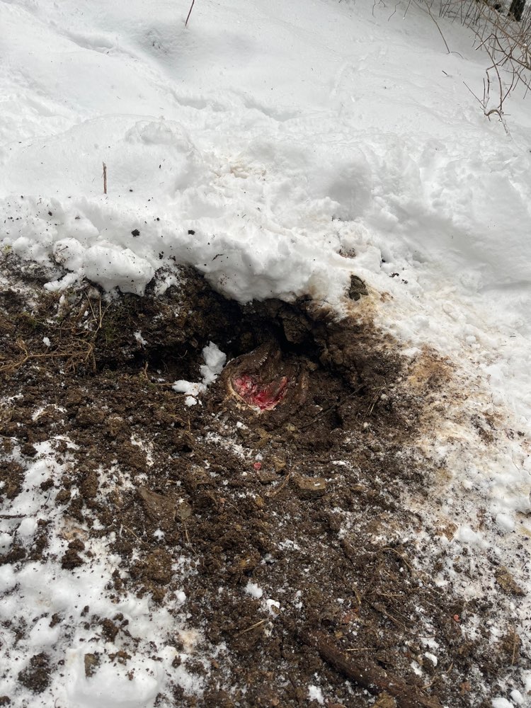 Giftköder-Tierkadaver-Profilbild