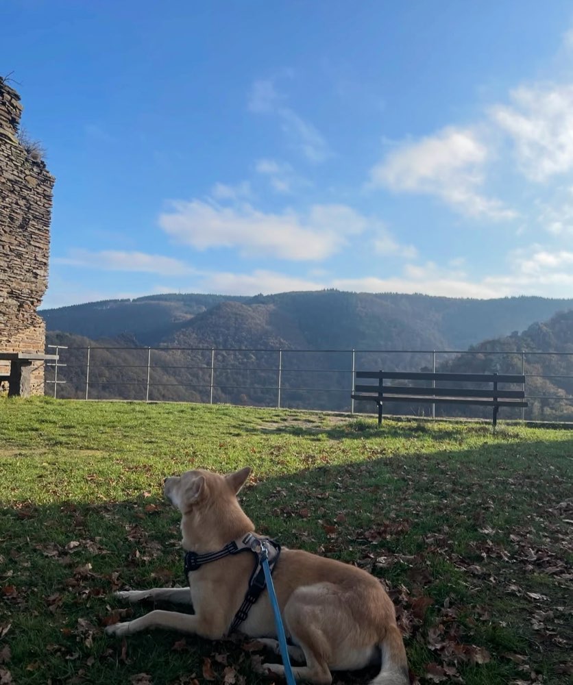 Hundetreffen-Hundefreund gesucht-Profilbild