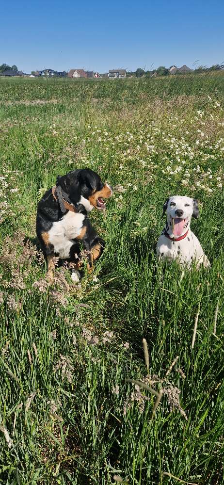 Hundetreffen-Treffen am Strand-Profilbild