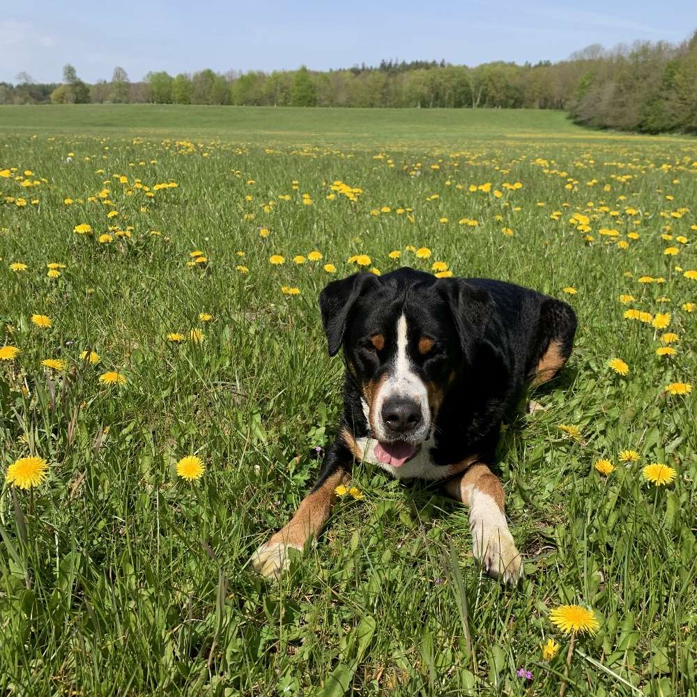 Hundetreffen-Großer Schweizer Sennenhund zum spielen gesucht-Profilbild