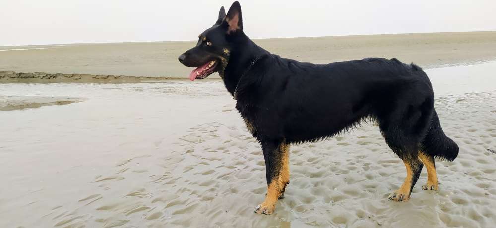 Hundetreffen-Morgendliche Hunderunde-Profilbild