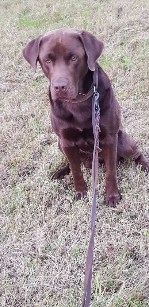Hundetreffen-Gemeinsames Spazieren, wir suchen Gesellschaft 😊-Profilbild
