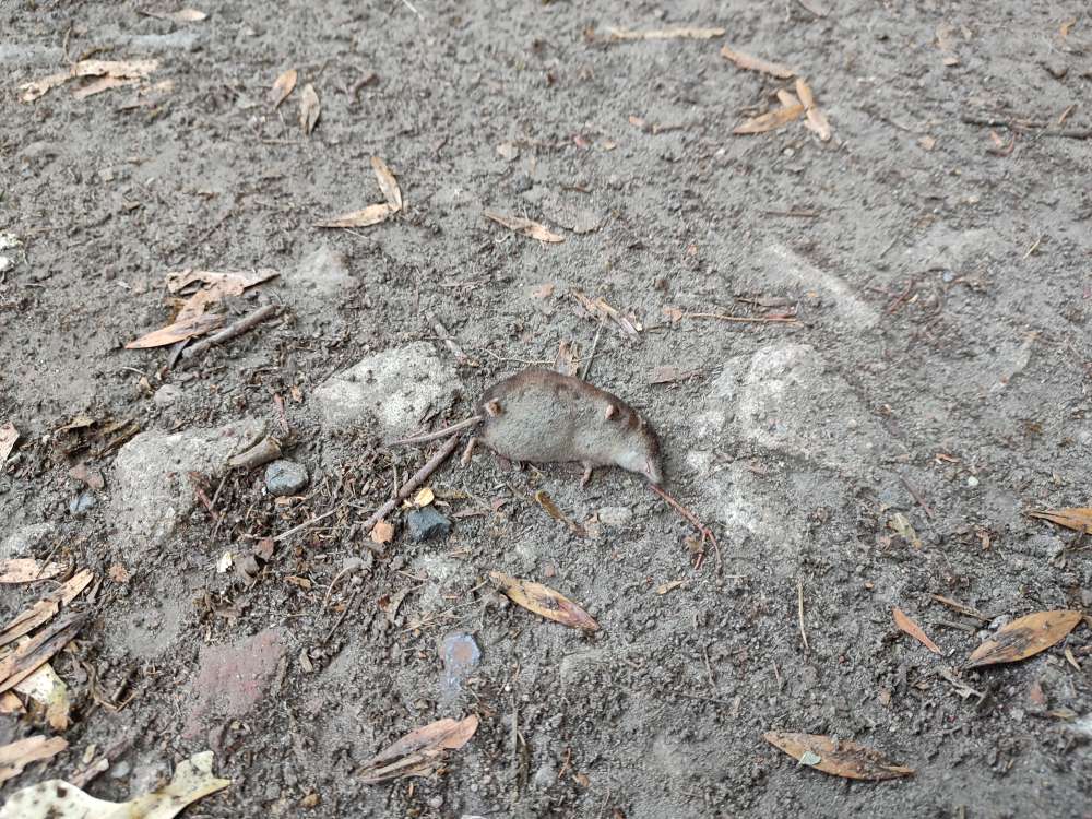 Giftköder-Tote Mäuse-Profilbild