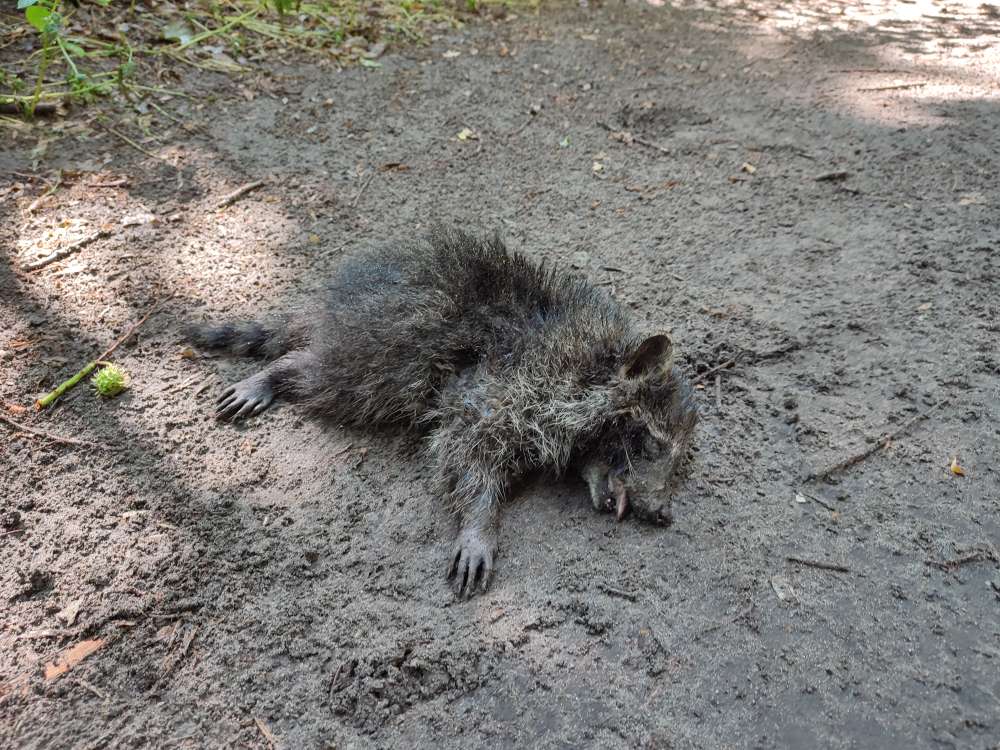 Giftköder-Mehrere verendete Tiere im Herzbergepark-Profilbild