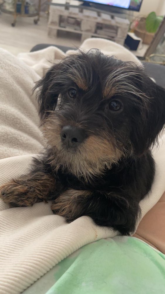 Hundetreffen-Welpentreffen im Grüngürtel-Profilbild