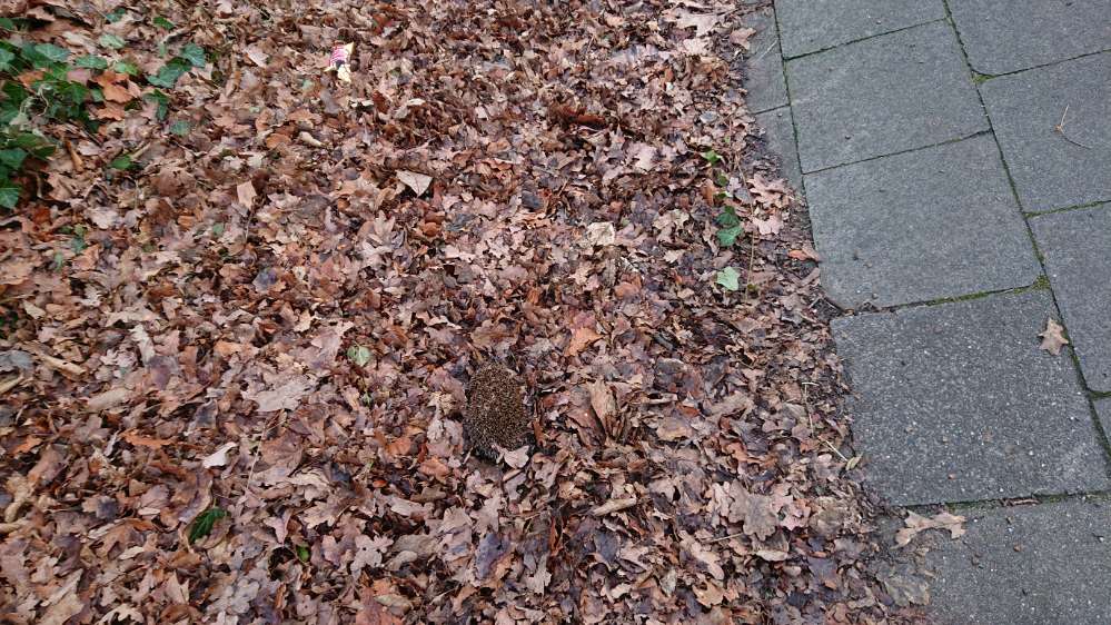 Giftköder-Toter Igel im Laub!-Profilbild