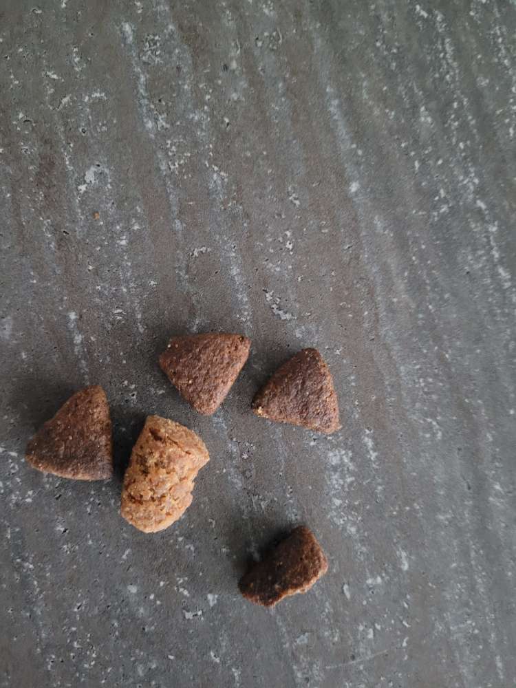 Giftköder-Leckerlis ausgelegt-Profilbild