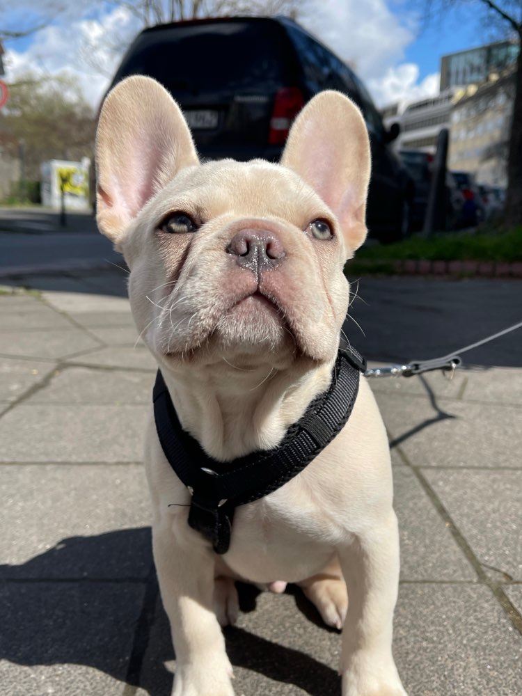 Hundetreffen-Bullytreffen-Profilbild