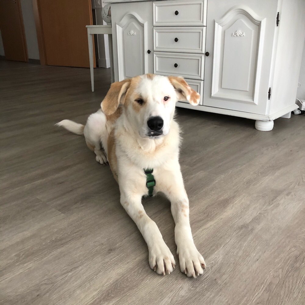 Hundetreffen-Spiel und Gassirunden-Profilbild