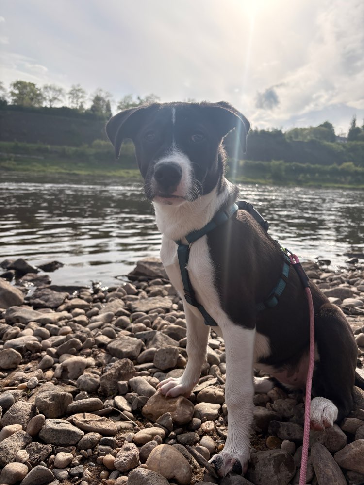 Hundetreffen-Welpen / Kleinhundetreffen-Profilbild