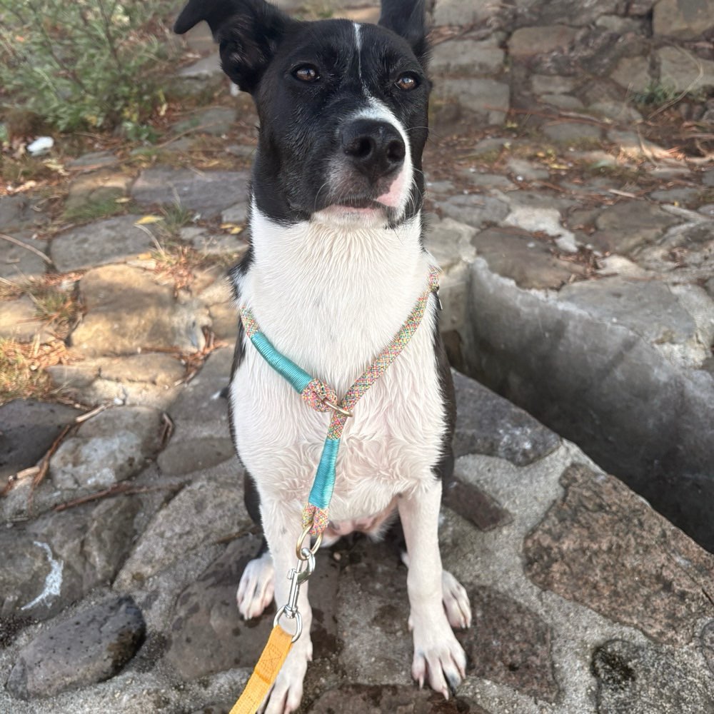 Hundetreffen-Welpen / Kleinhundetreffen-Profilbild